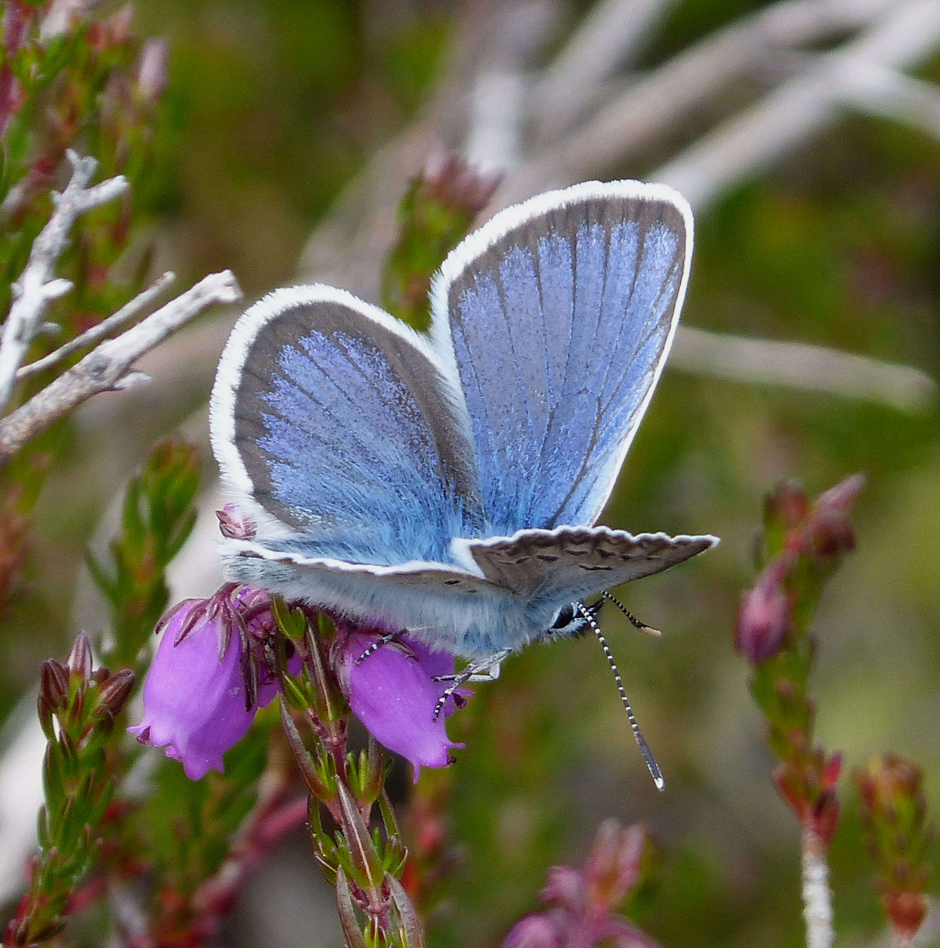 Image of Plebejus