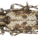 Image of Ontochariesthes namibianus Adlbauer 1996