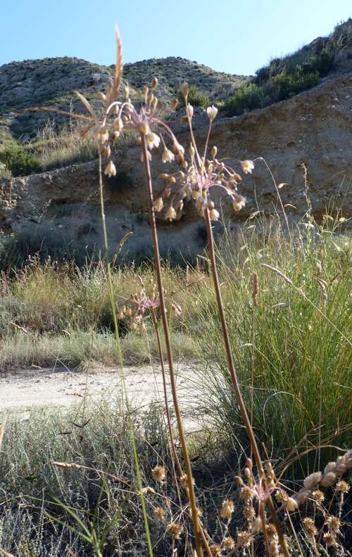 Image of field garlic