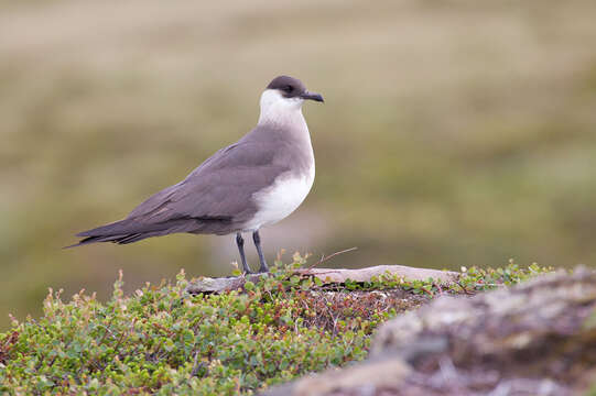 Image of Arctic Skua