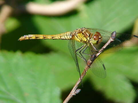 Image of Sympetrum Newman 1833