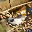 Image of Plain-colored Tanager