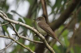 Imagem de Myiarchus swainsoni Cabanis & Heine 1860