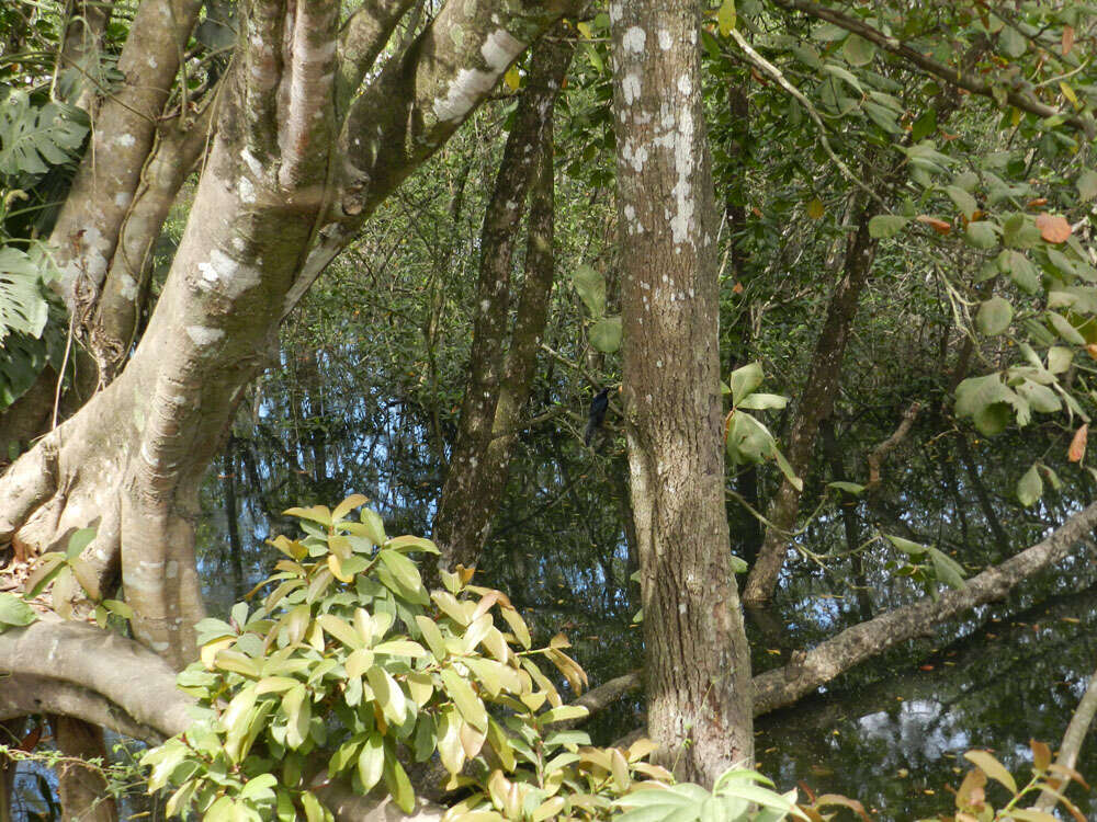 Sivun Ficus costaricana (Liebm.) Miq. kuva