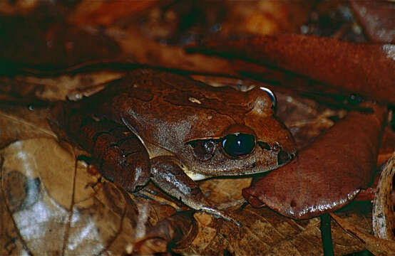 Image of Northern Barred Frog