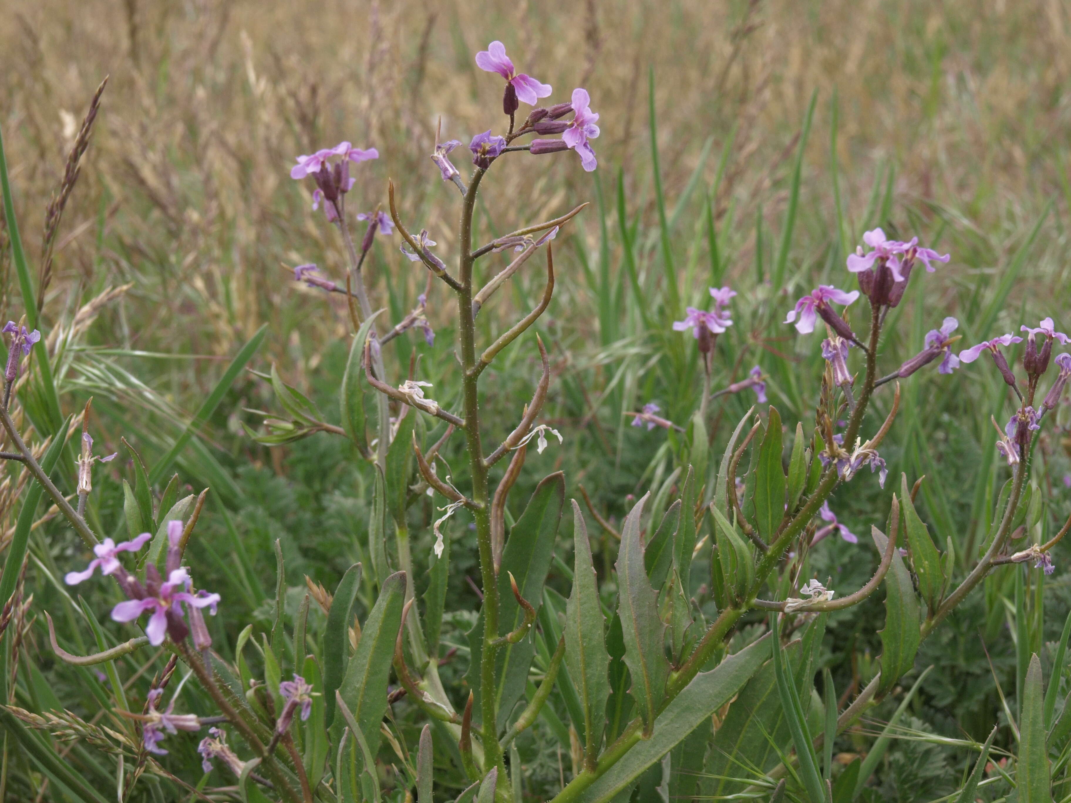 Image of chorispora