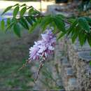 Слика од Indigofera decora Lindl.