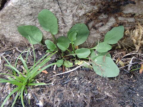 Image of Cardamine tryssa I. Thomps.