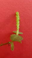 Image of Peperomia gracilicaulis Yunck.