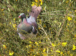 Image of Kererū