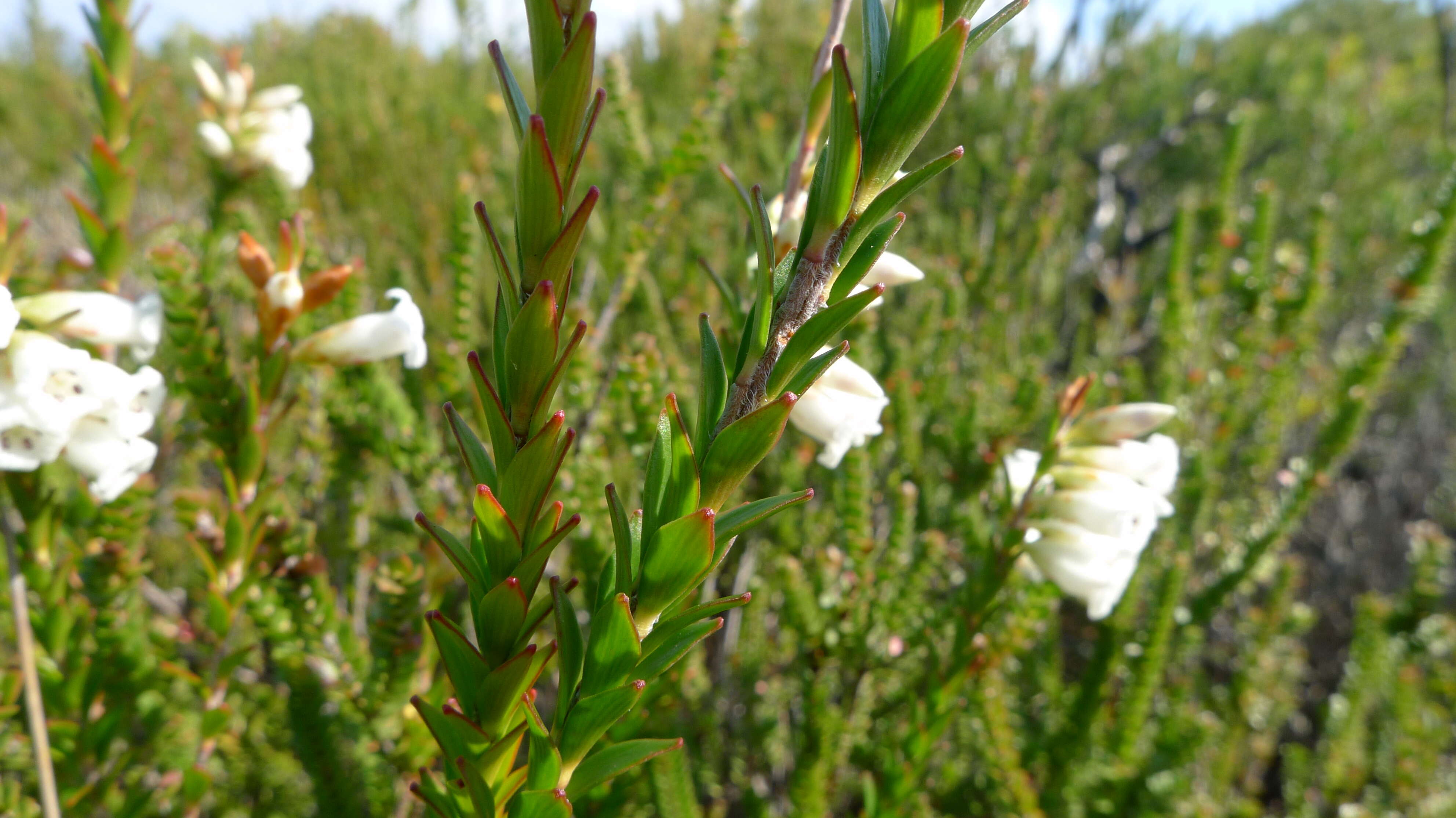 Image of Epacris