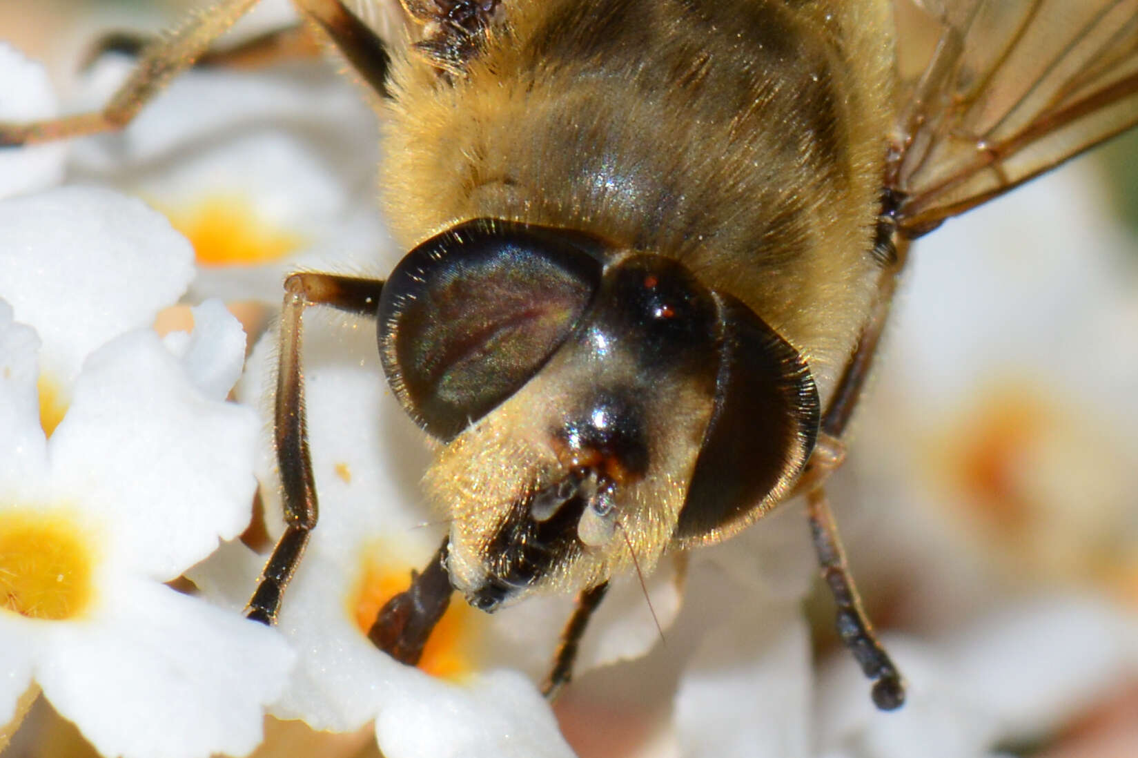 Image of drone fly