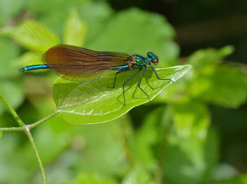 Image of Jewelwings