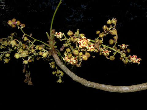 Image of Panama tree