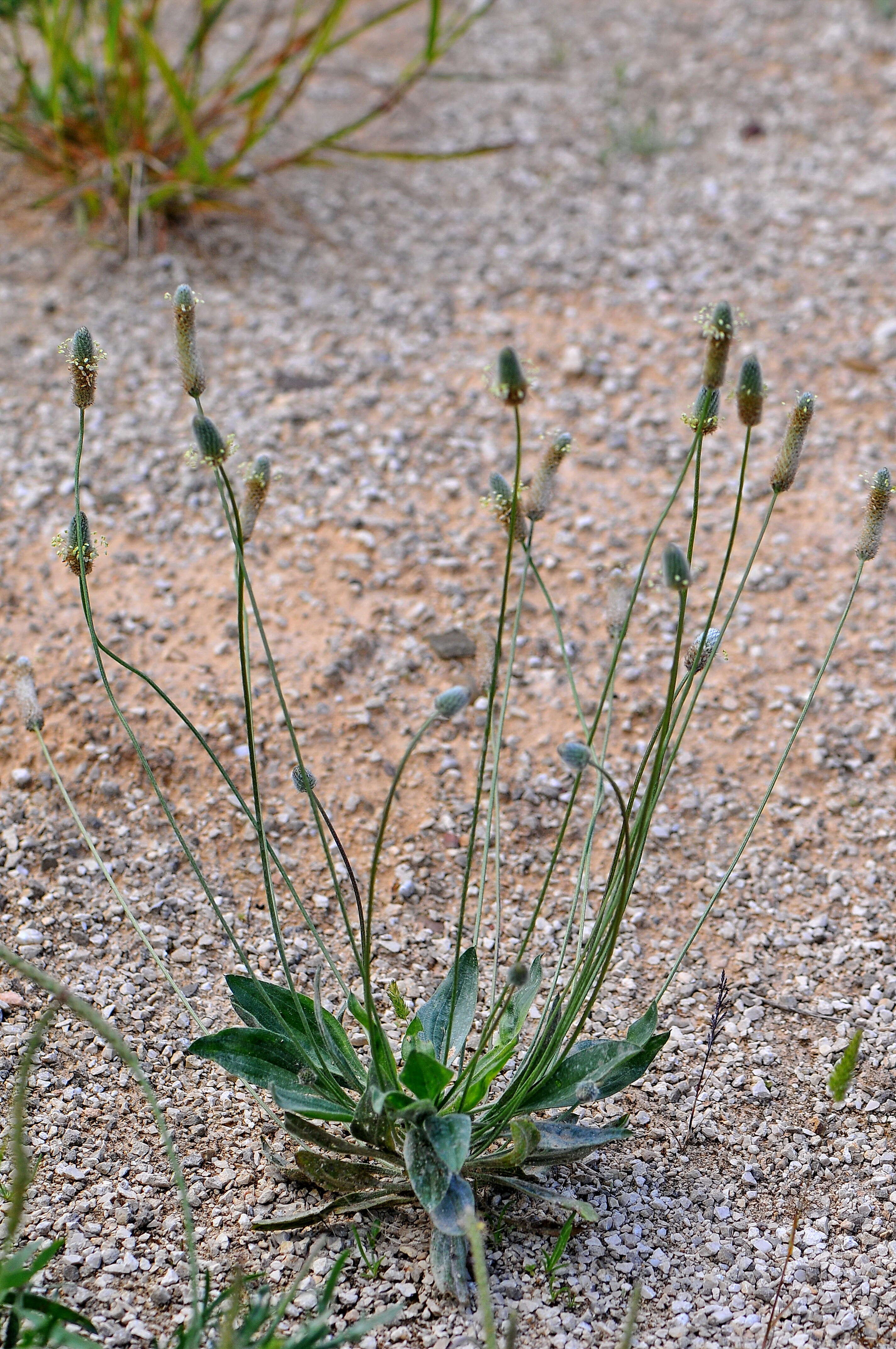 Image of plantain