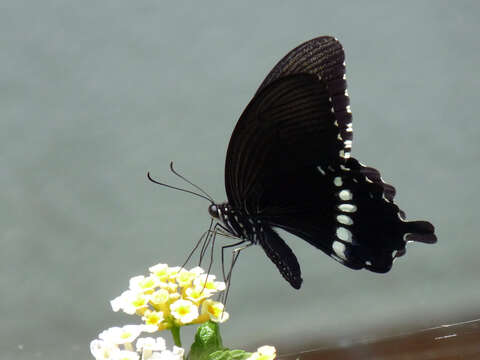 Image of Papilio polytes Linnaeus 1758