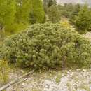 Sivun Pinus culminicola Andresen & Beaman kuva