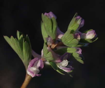 Image of Corydalis pumila (Host) Rchb.