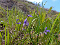 Image of Milkwort