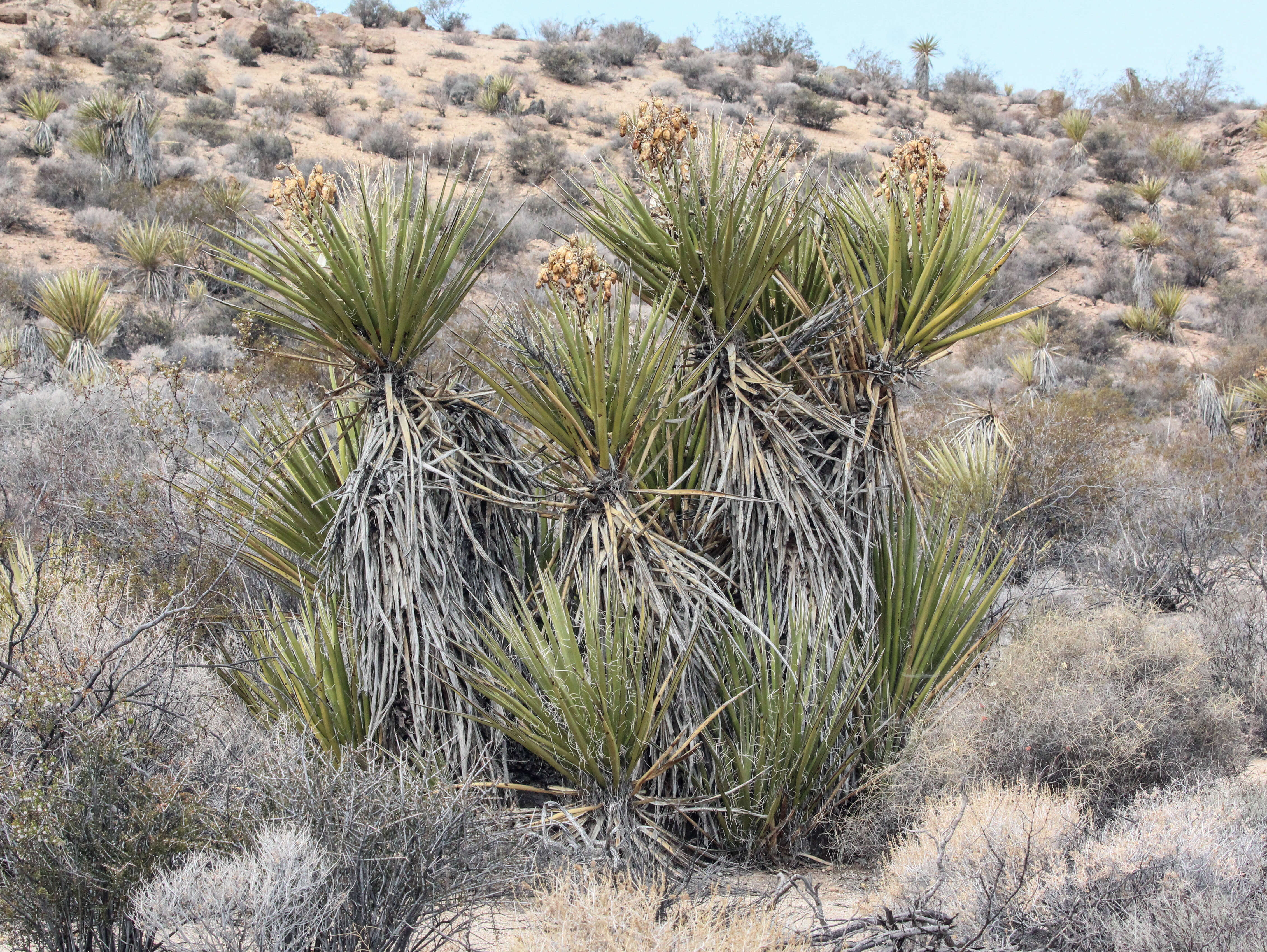Yucca resmi