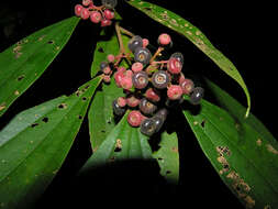 Image of Miconia stevensiana F. Almeda