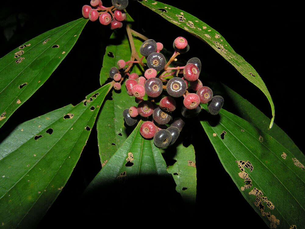 Image of Miconia stevensiana F. Almeda