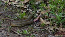 Image of Chicken Snake