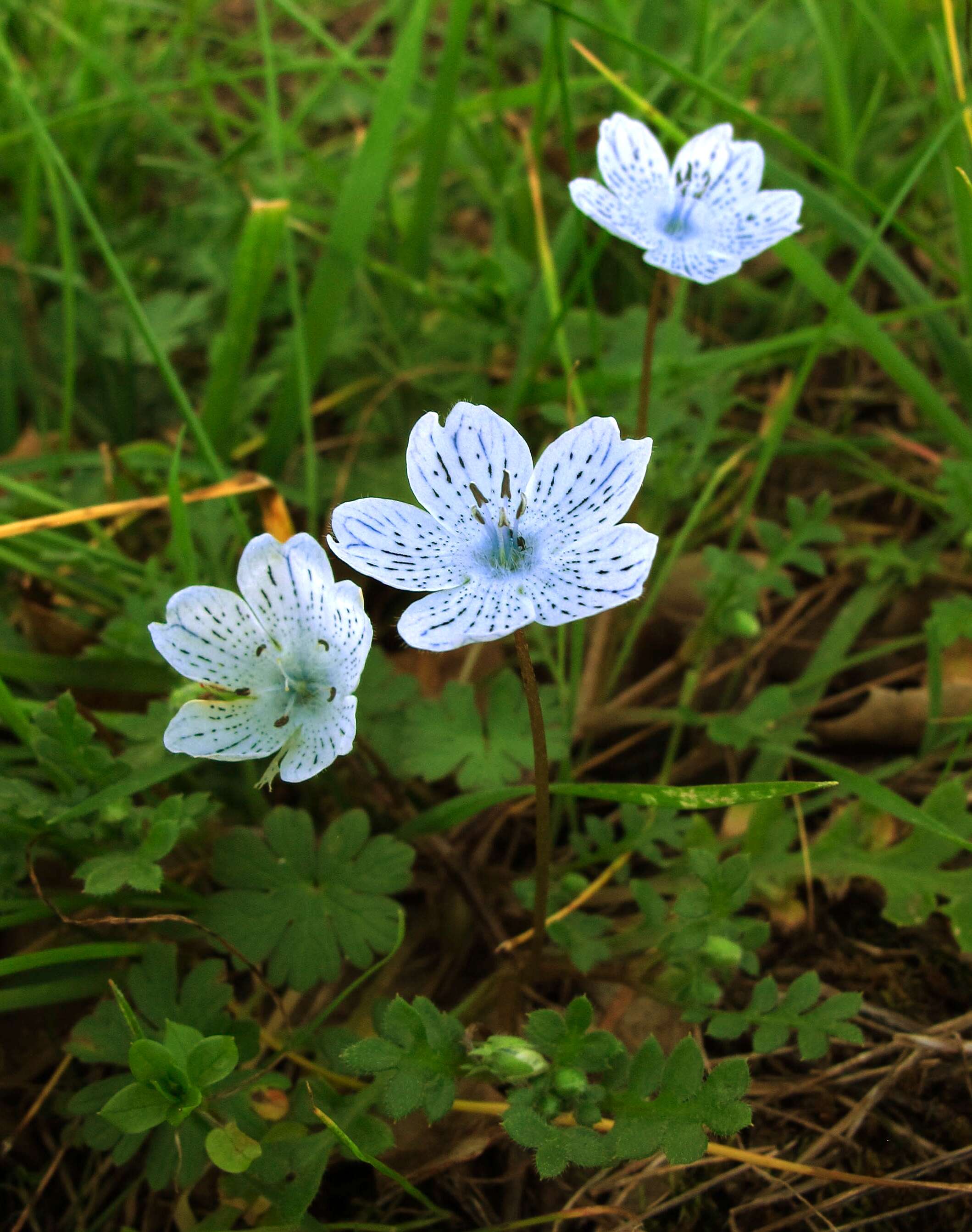 Imagem de Nemophila menziesii Hook. & Arnott