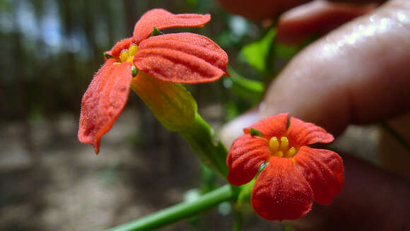 Image of Psiguria triphylla (Miq.) C. Jeffrey