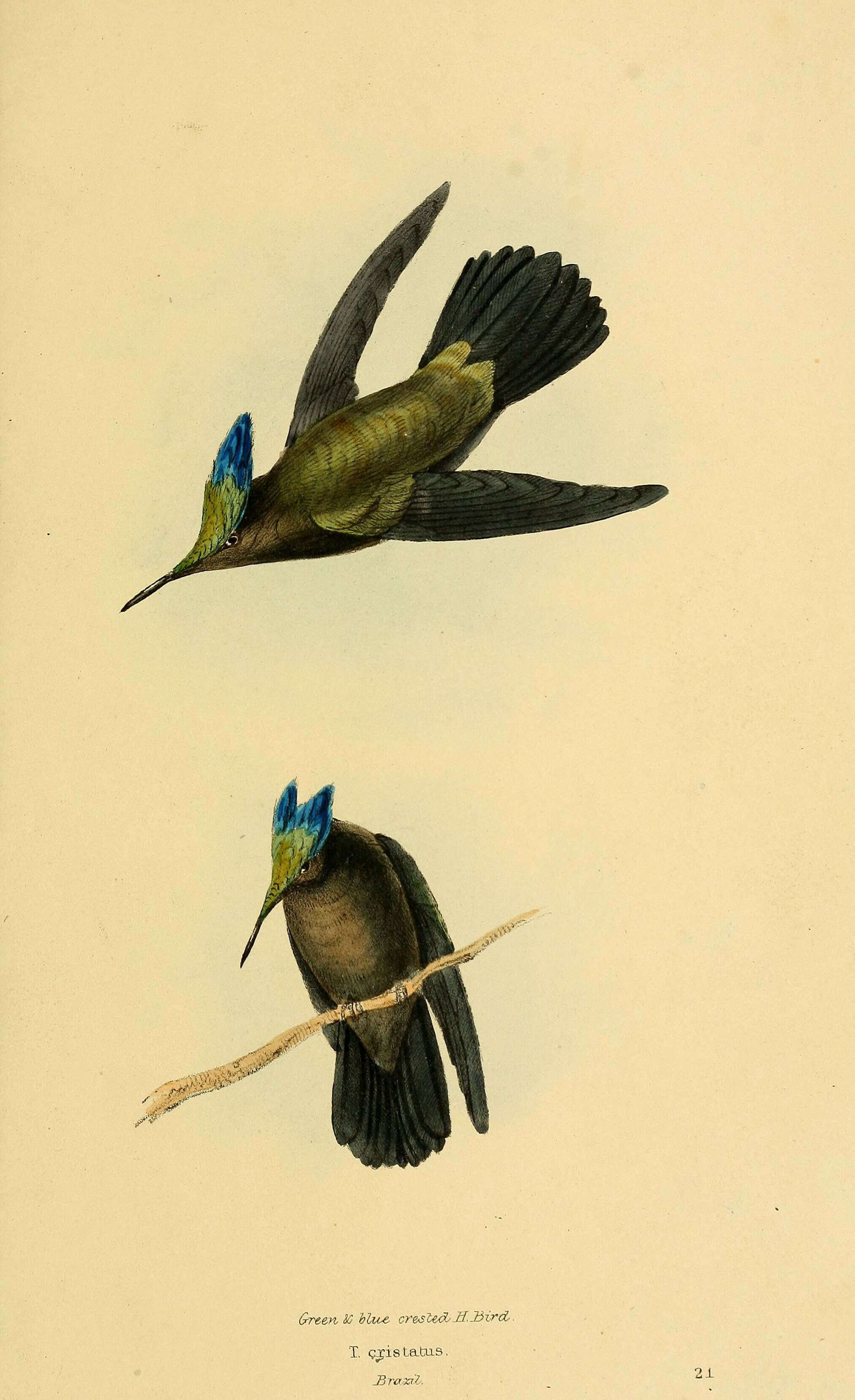 Image of Orthorhyncus Lacépède 1799