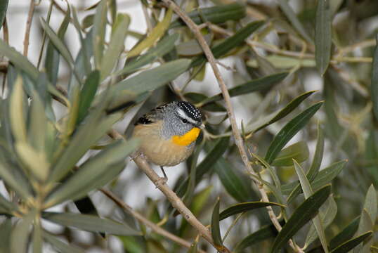 Image of Spotted Pardalote