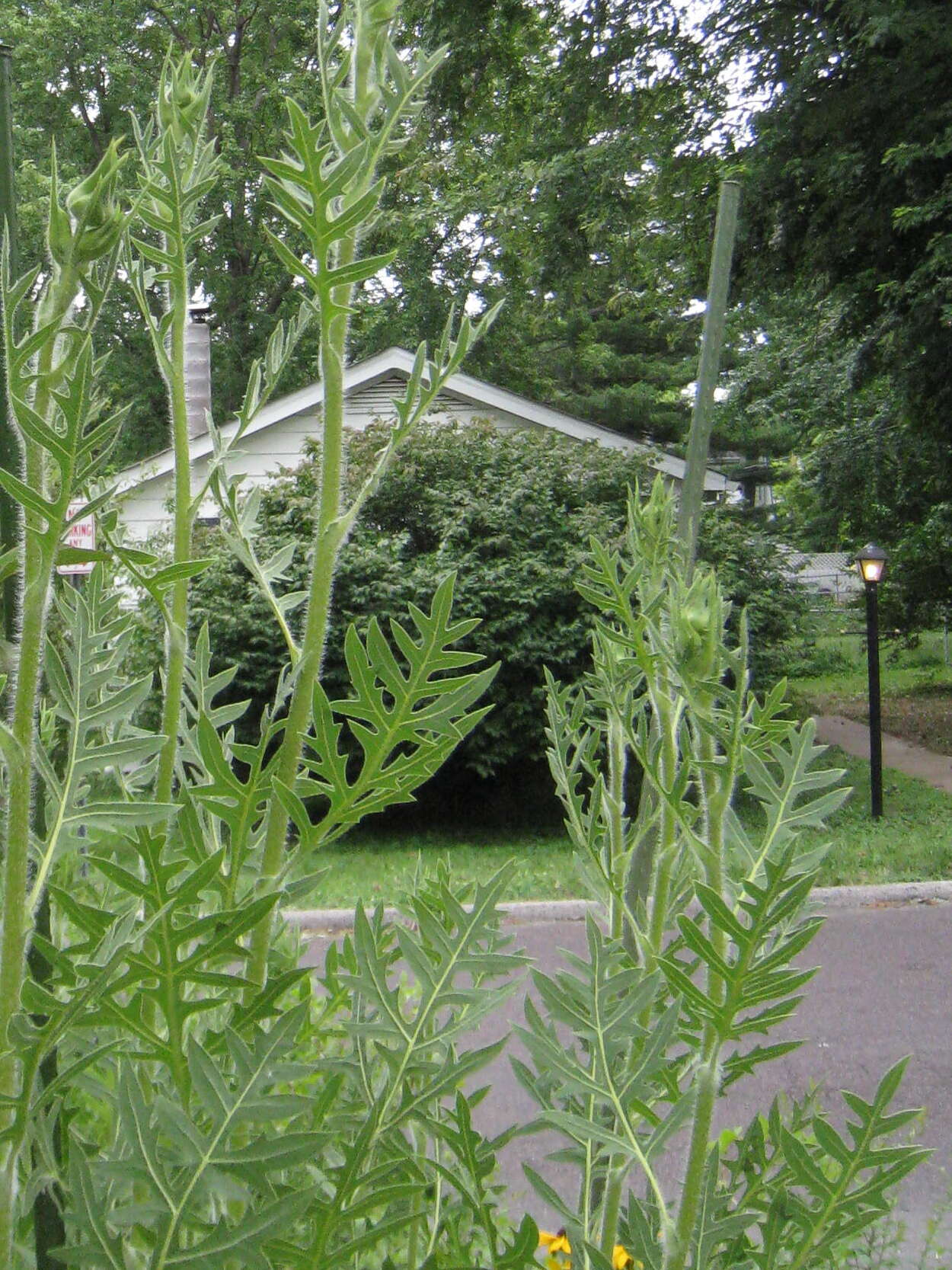 Image of rosinweed