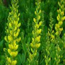 Image of yellow wild indigo