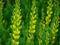 Image de Baptisia sphaerocarpa Nutt.