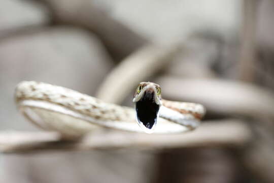 Image of Brown vinesnake