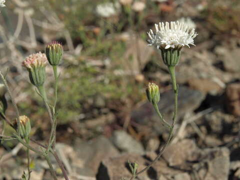 Image of Asteraceae