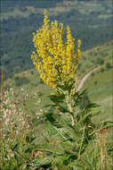 Image of mullein