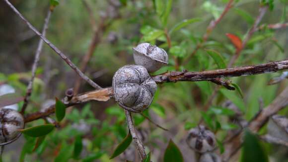 Imagem de Leptospermum scoparium Forst.