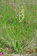 Image of lesser butterfly-orchid