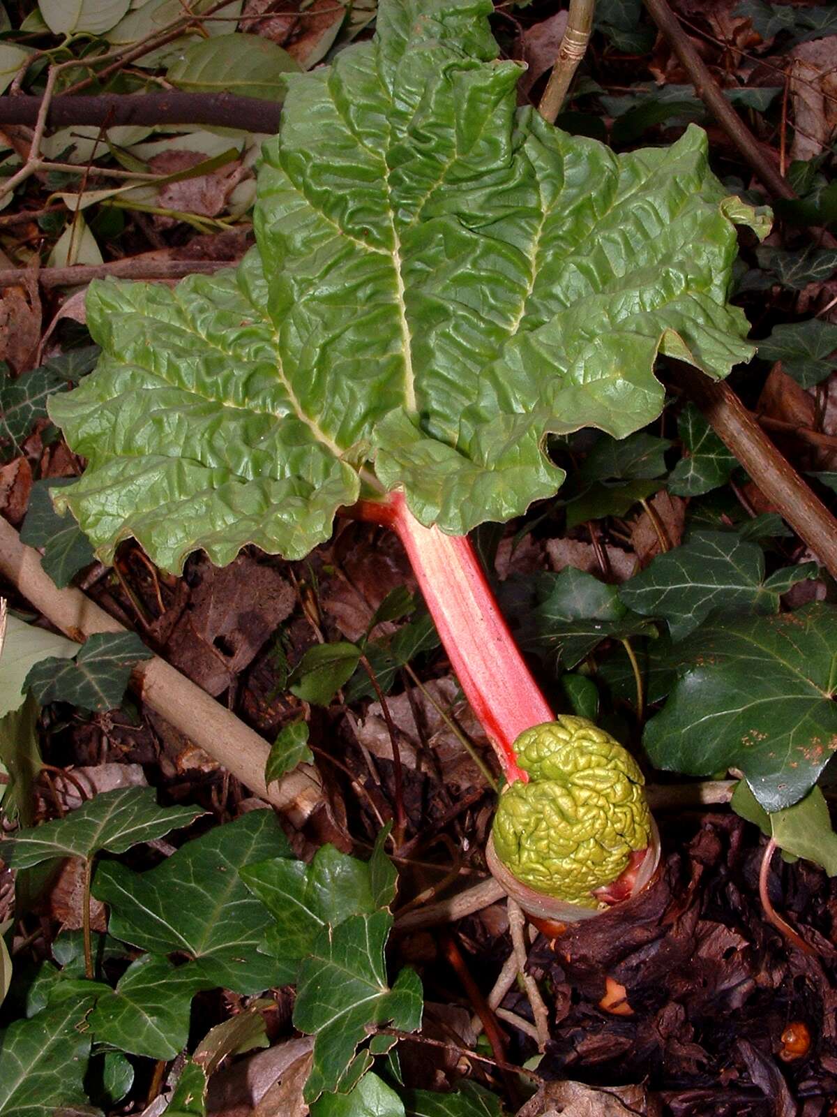 Image of rhubarb