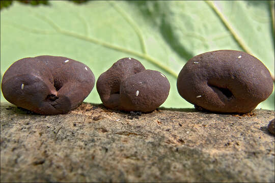 Image of King Alfred's Cakes