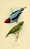 Image de Chiroxiphia Cabanis 1847