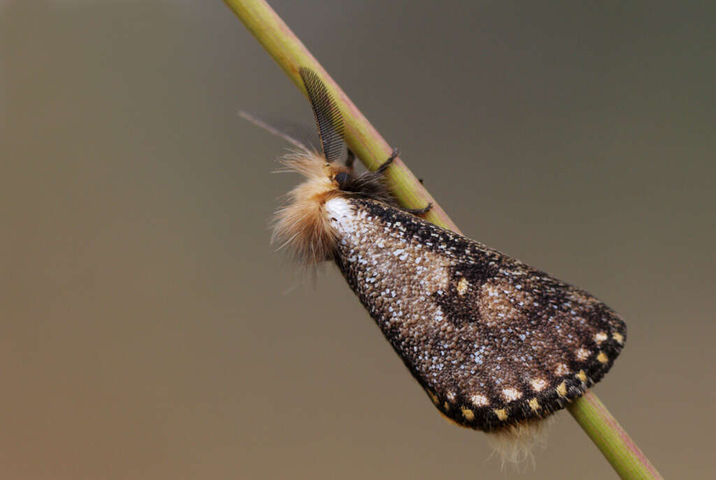 Image of Lepidoptera