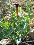 Image of Aristolochia pistolochia L.