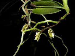 Image of Bentspur orchids