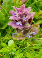 Image of Pyramidal Bugle