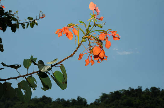 Image of Bauhinia coccinea (Lour.) DC.