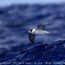 Image of White-naped Petrel