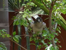 Image of woodswallows