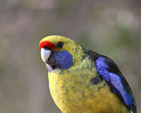 Image of Green Rosella